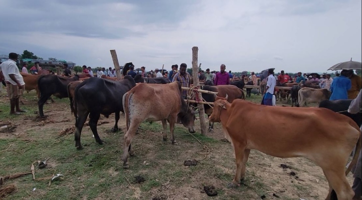 রাঙামাটিতে ৫৫০ কোটি টাকার ব্যবসার সম্ভাবনা, পছন্দের শীর্ষে ‘লাল বিরিষ’